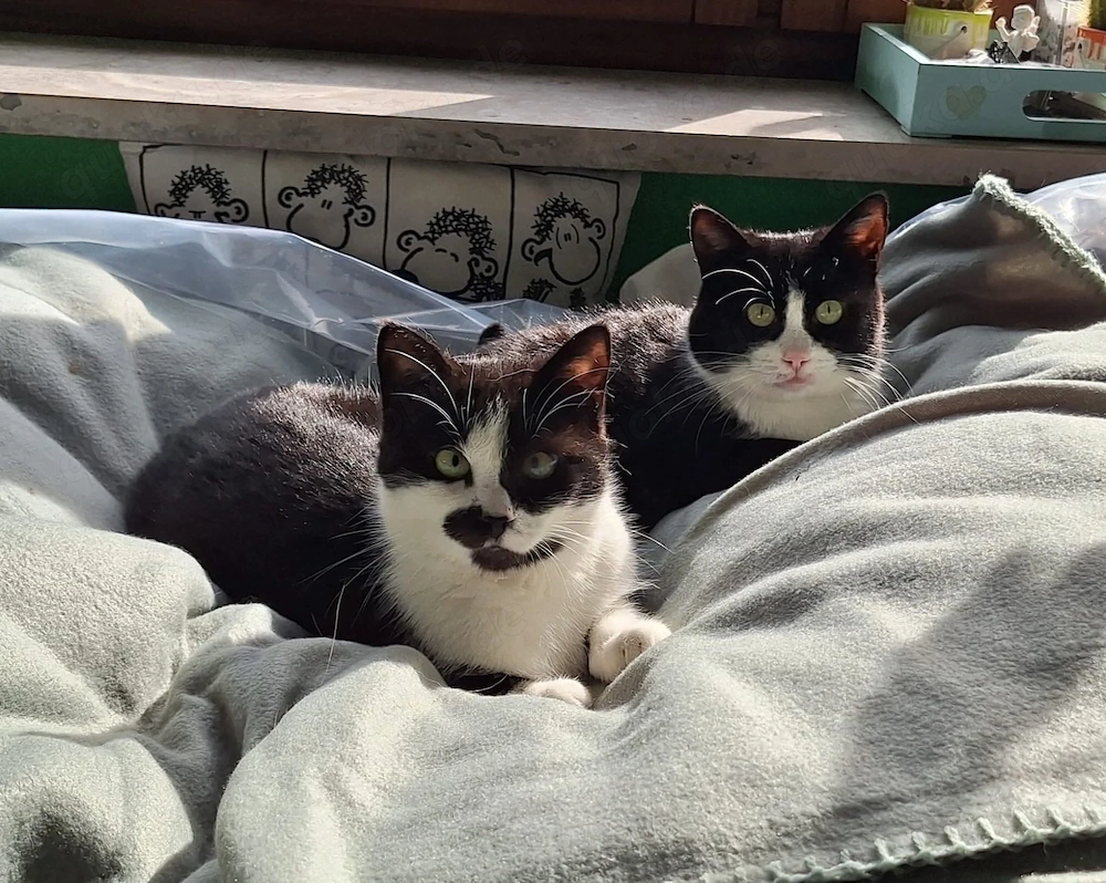 Luna und Hilda suchen ihr Zuhause # Tierschutz 