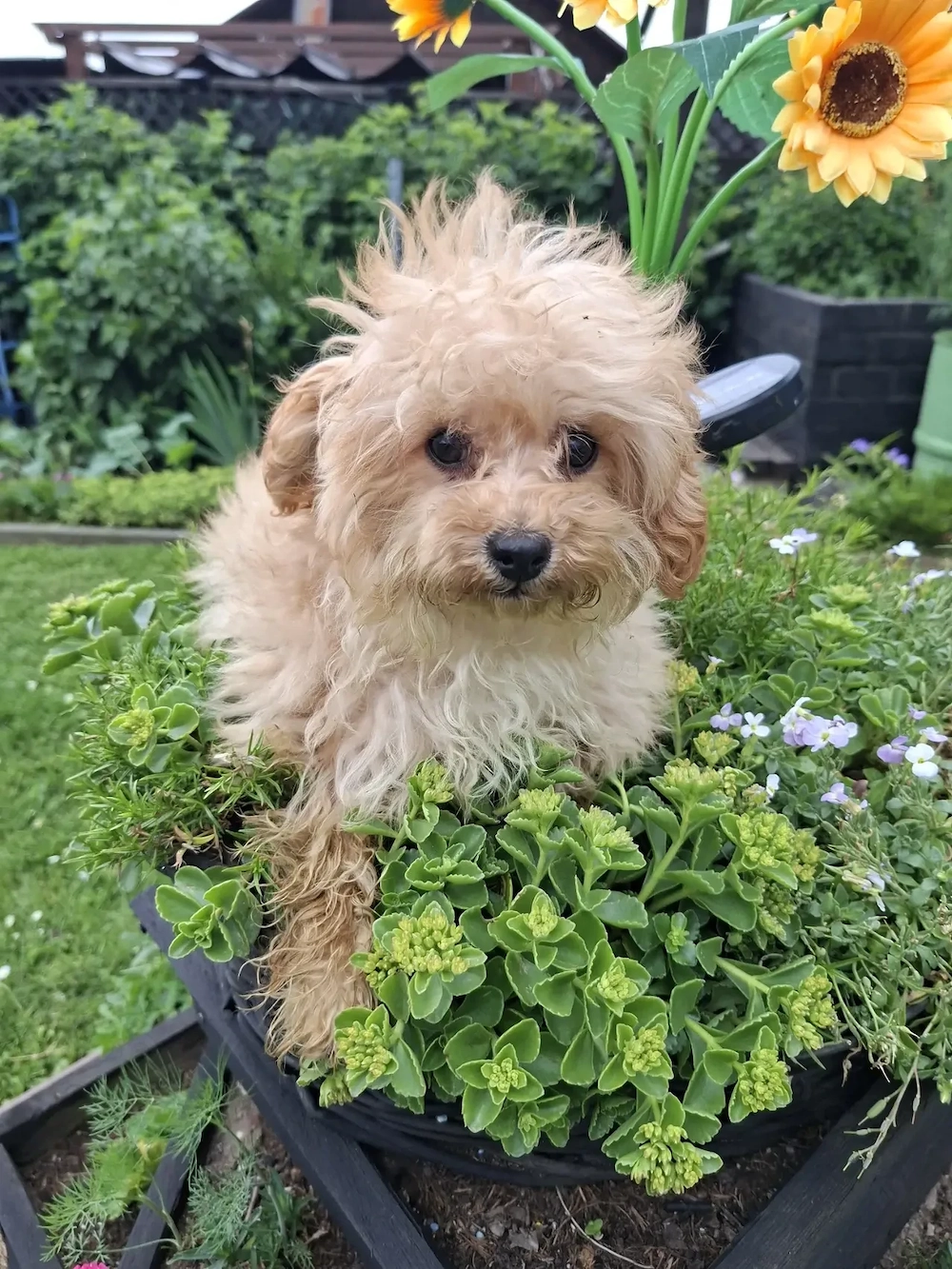 Wunderschöne F1-Maltipoo-Welpe sucht ihr Für-immer-Zuhause
