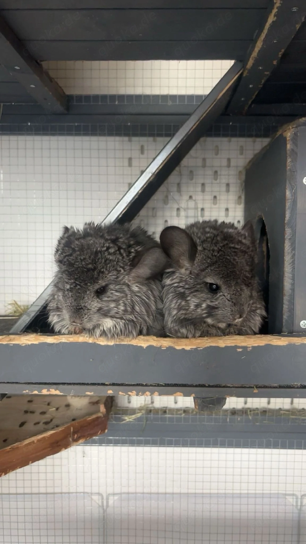 Agonda Chinchilla zwei Mädchen zu verkaufen nur zu zweit seltene Rasse 9 Monate alt
