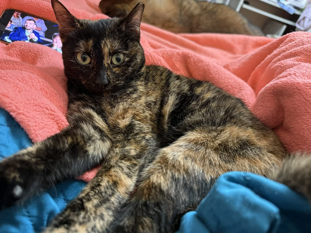 Bildschöne Tortie Katze, 2 Jahre