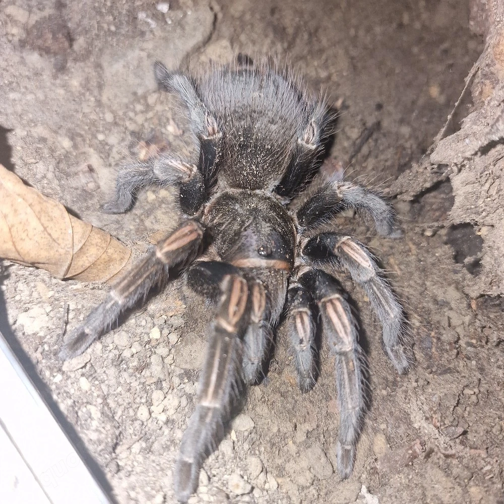 0.1 Lasiodorides Striatus