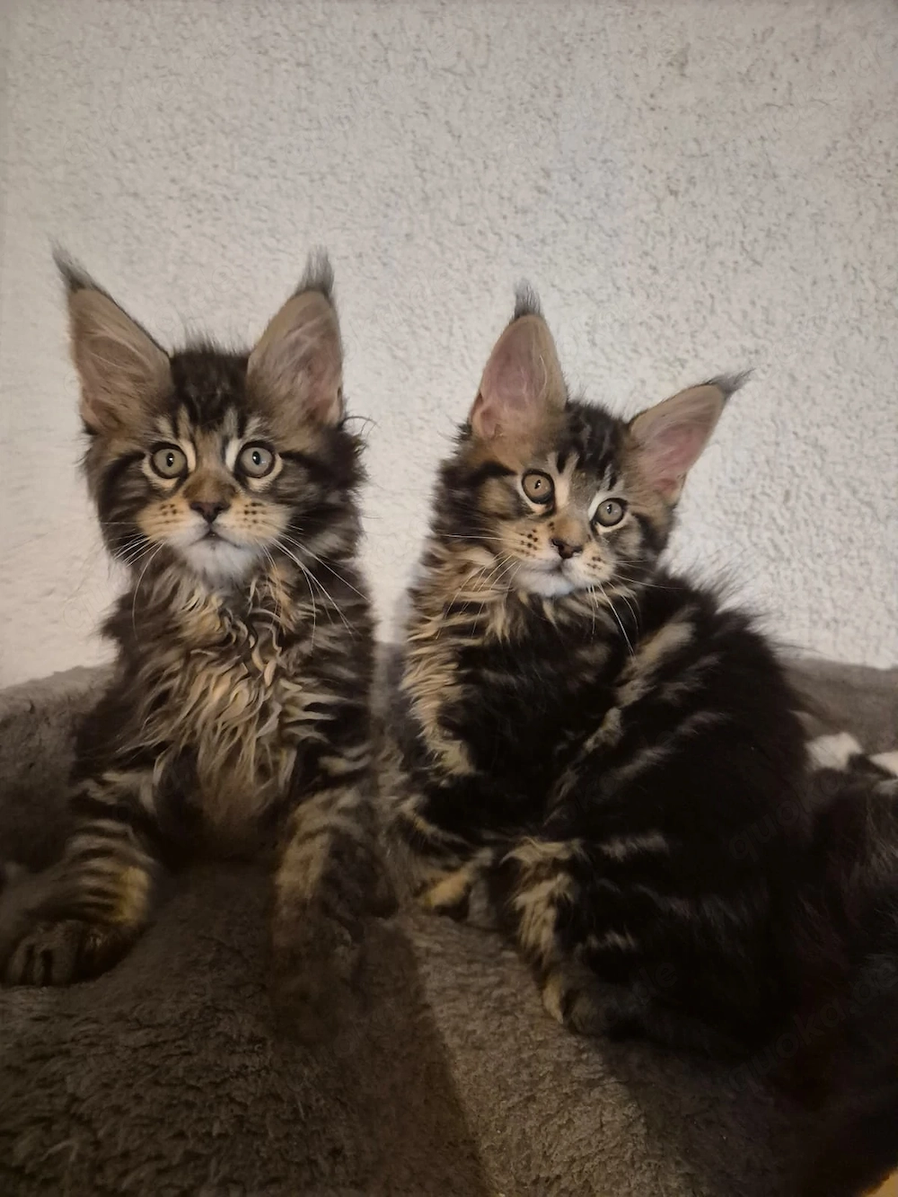Maine Coon kitten 