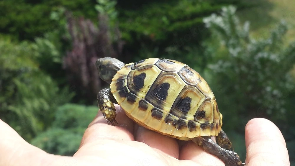 Griechische Landschildkröten