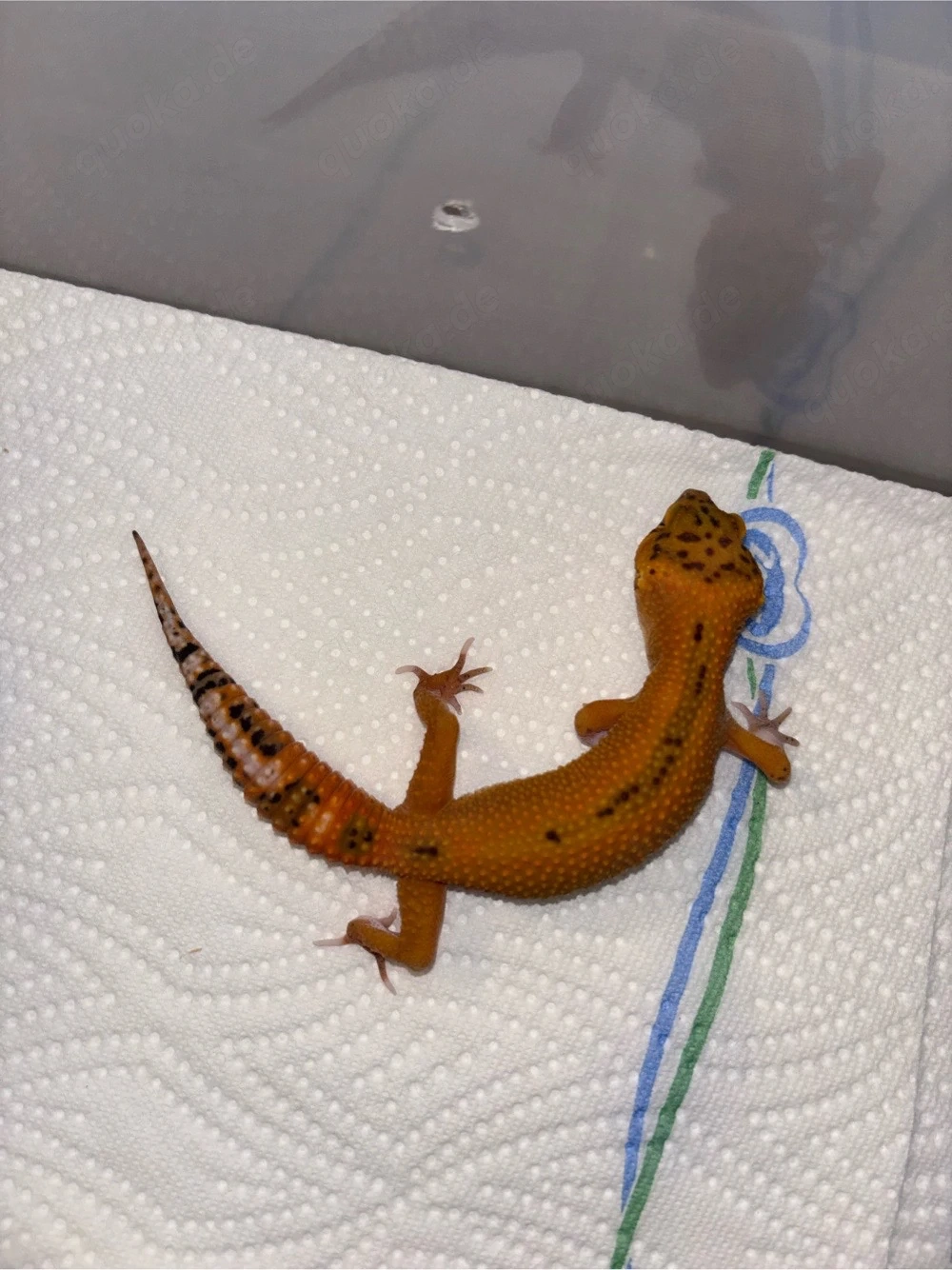 Leopardgecko's (0.3)