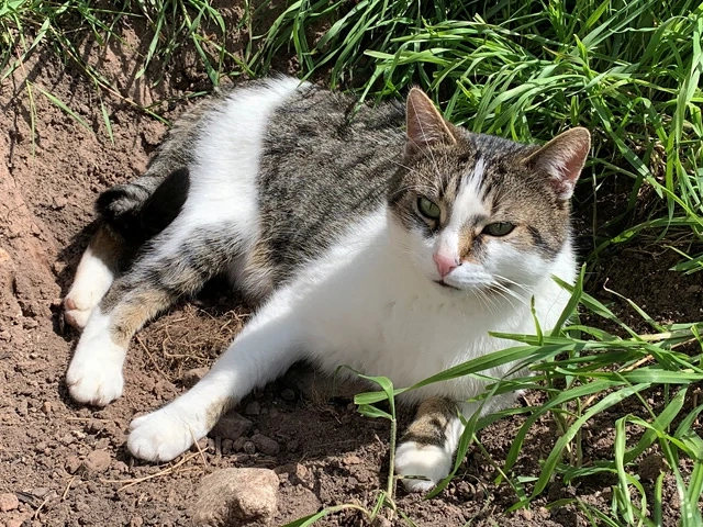 Kater Leo sucht Zuhause mit viel Action