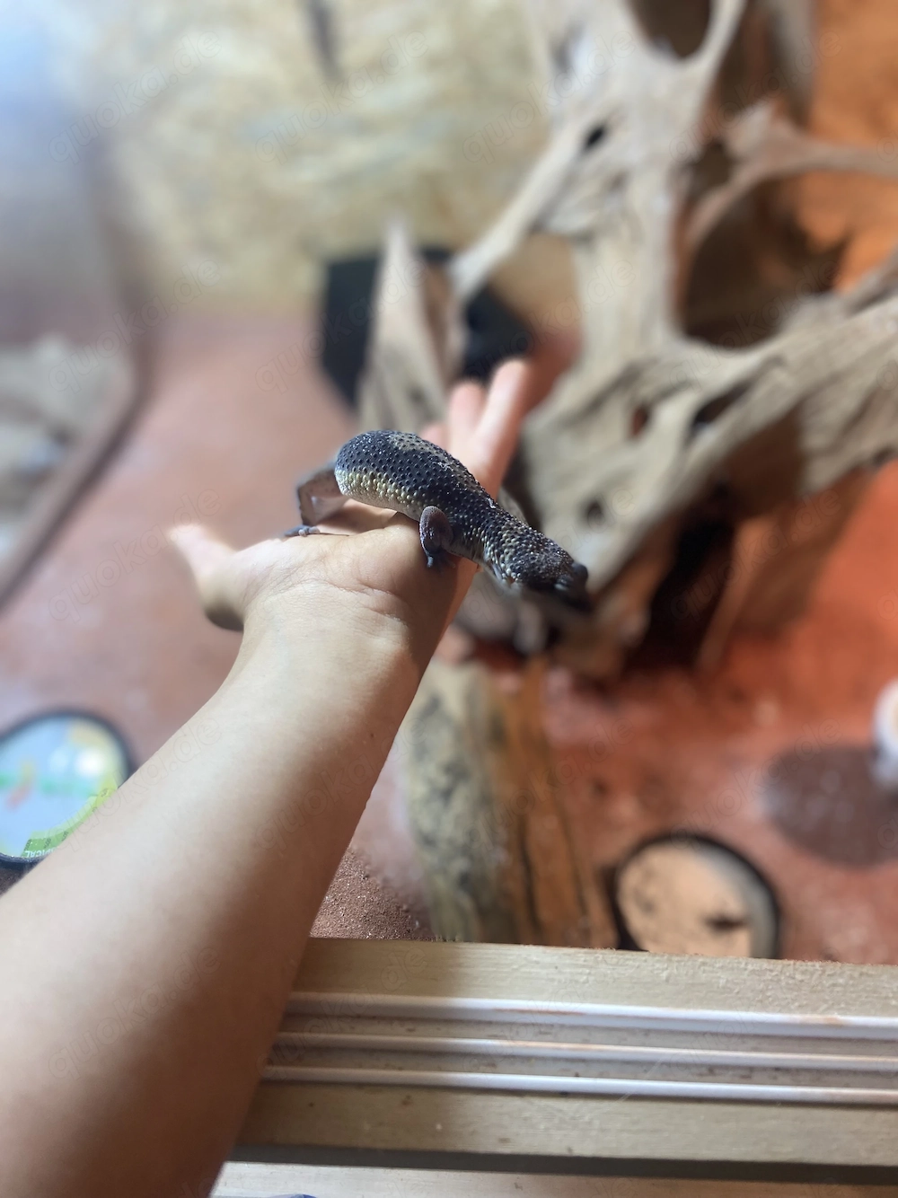 Leopardgecko  Black Night 0,1 weiblich, 1,5 Jahre 