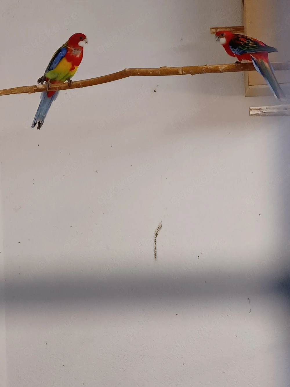 Prachtrosella 