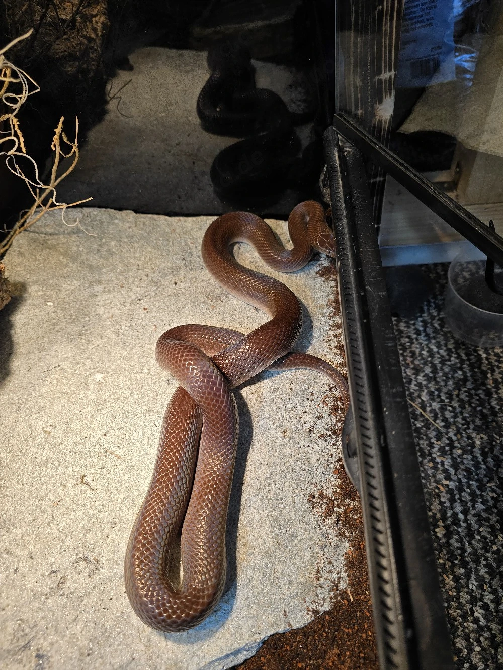 Afrikanische Hausschlange Boaedon maculatus 