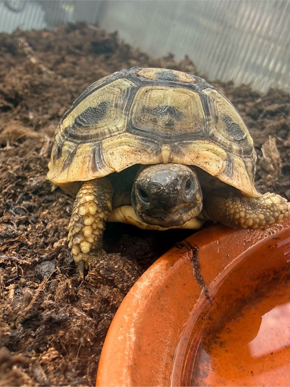 Griechische Landschildkröte THB 2024