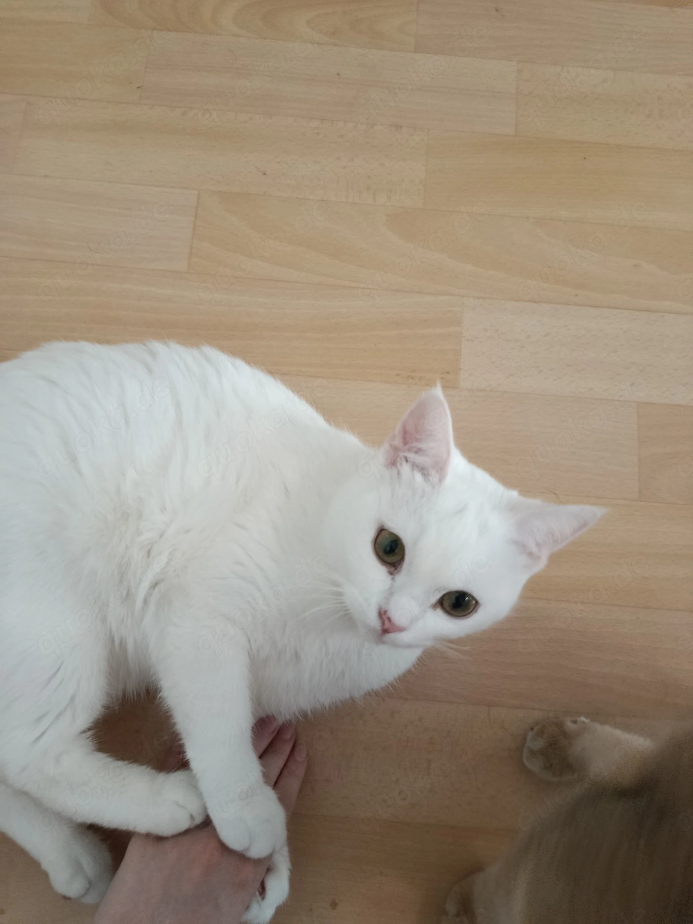 Junge Katze sucht liebevolles Zuhause (zu verschenken)