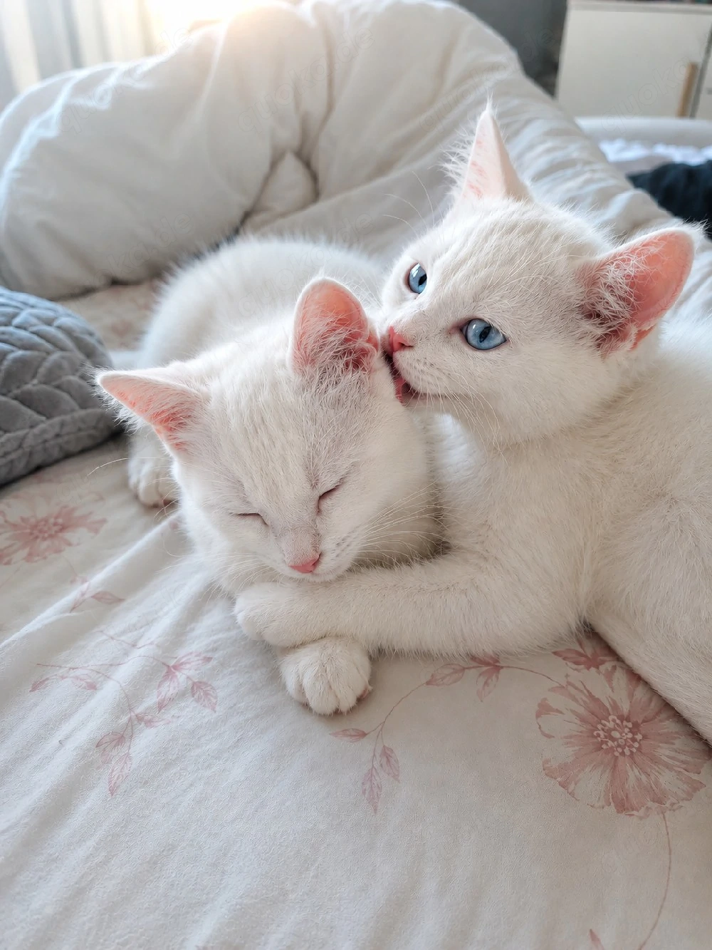 britisch kurz haar kitten