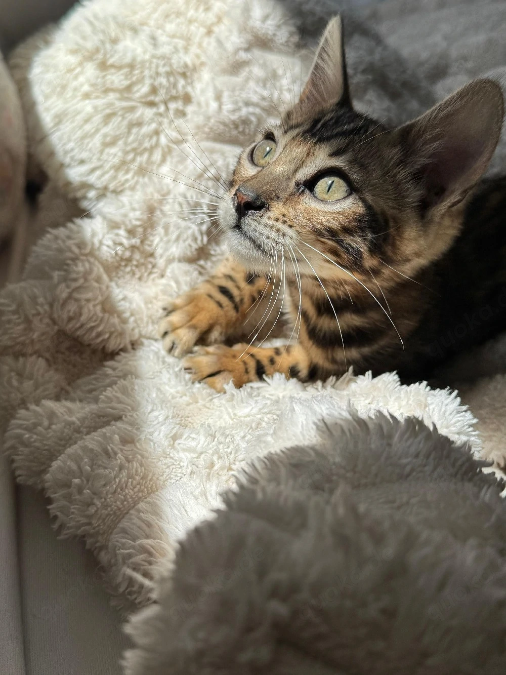 Schöne Bengal-Kitten  !