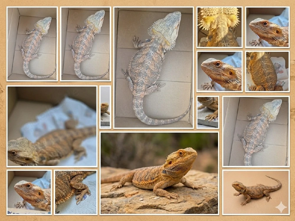 Wunderschöne Bartagame (Weibchen, 3 Jahre)