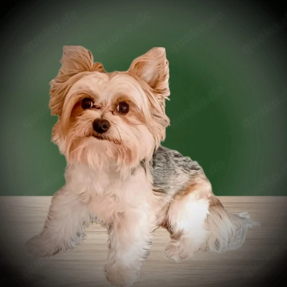 Deckrüde Biewer Yorkshire Terrier