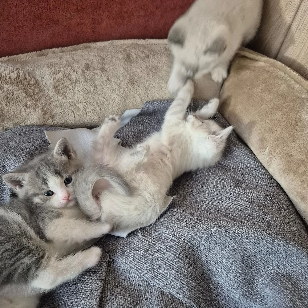 Reine BKH_Kittenkurzhaar_Babyktten