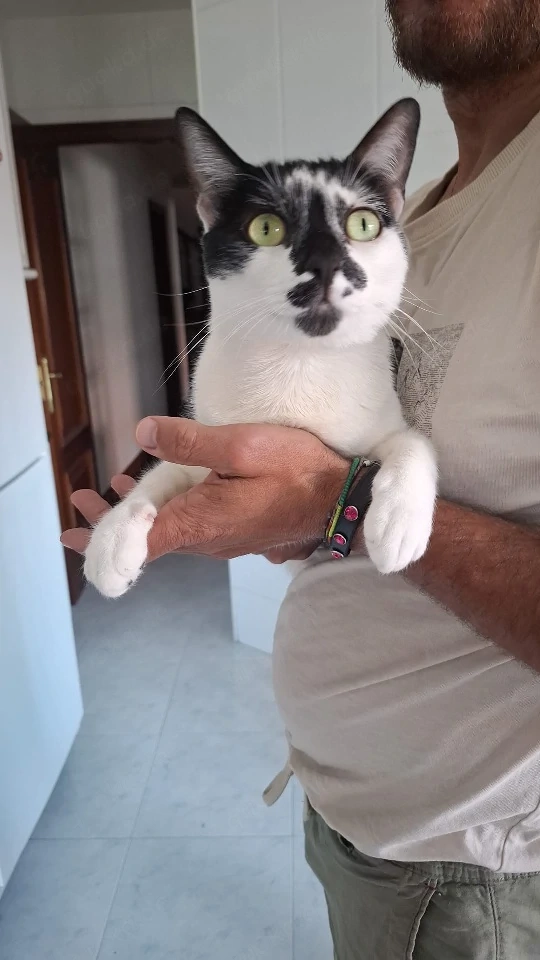 liebe Katze Bimba mag Menschen und Hunde, sie hat leider ihr Frauchen durch Krebs verloren