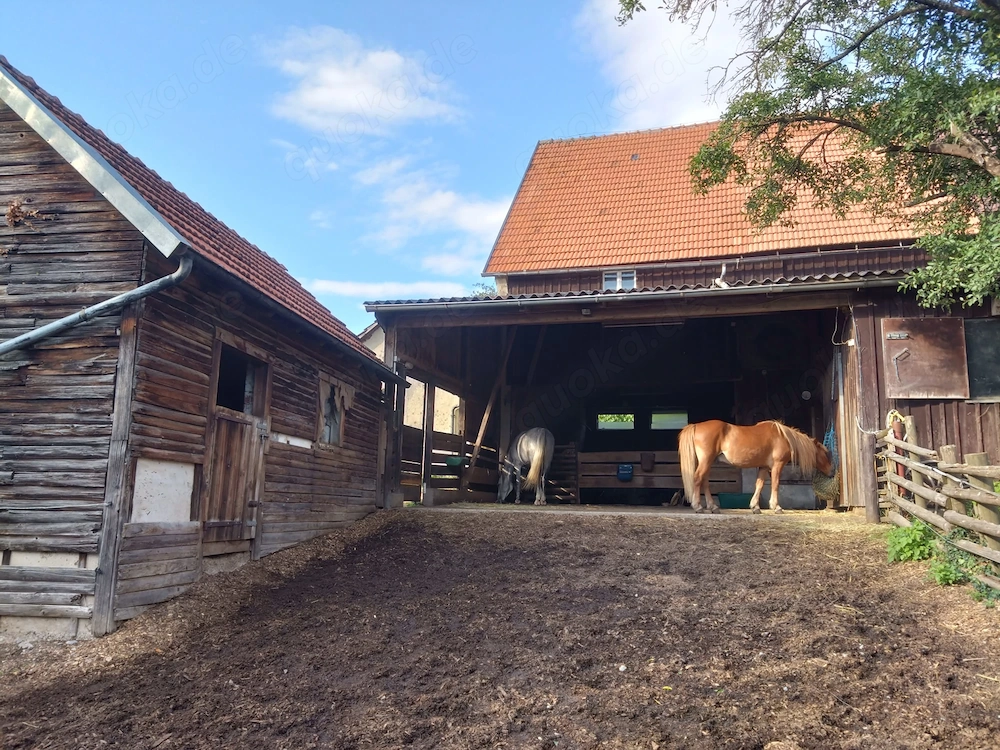 Offenstallplatz für Isländer frei