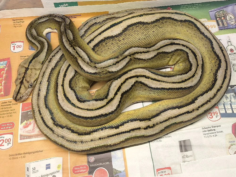 Sunfire Motley Tiger het Albino Pied Netzpython 