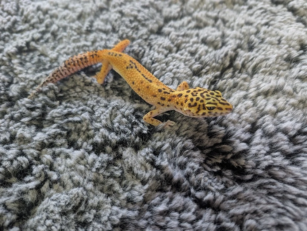 0.1 Eublepharis macularius *Leopardgeckos* 
