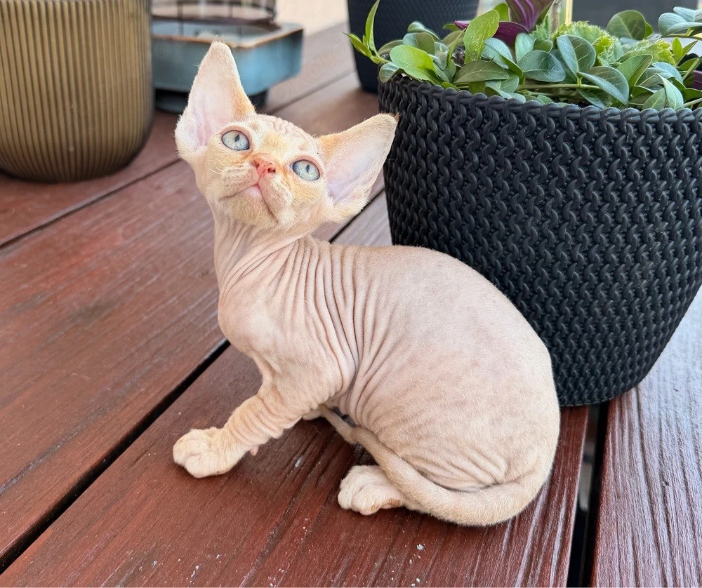 Devon Rex Kitten Katze geimft gechippt Stammbaum 