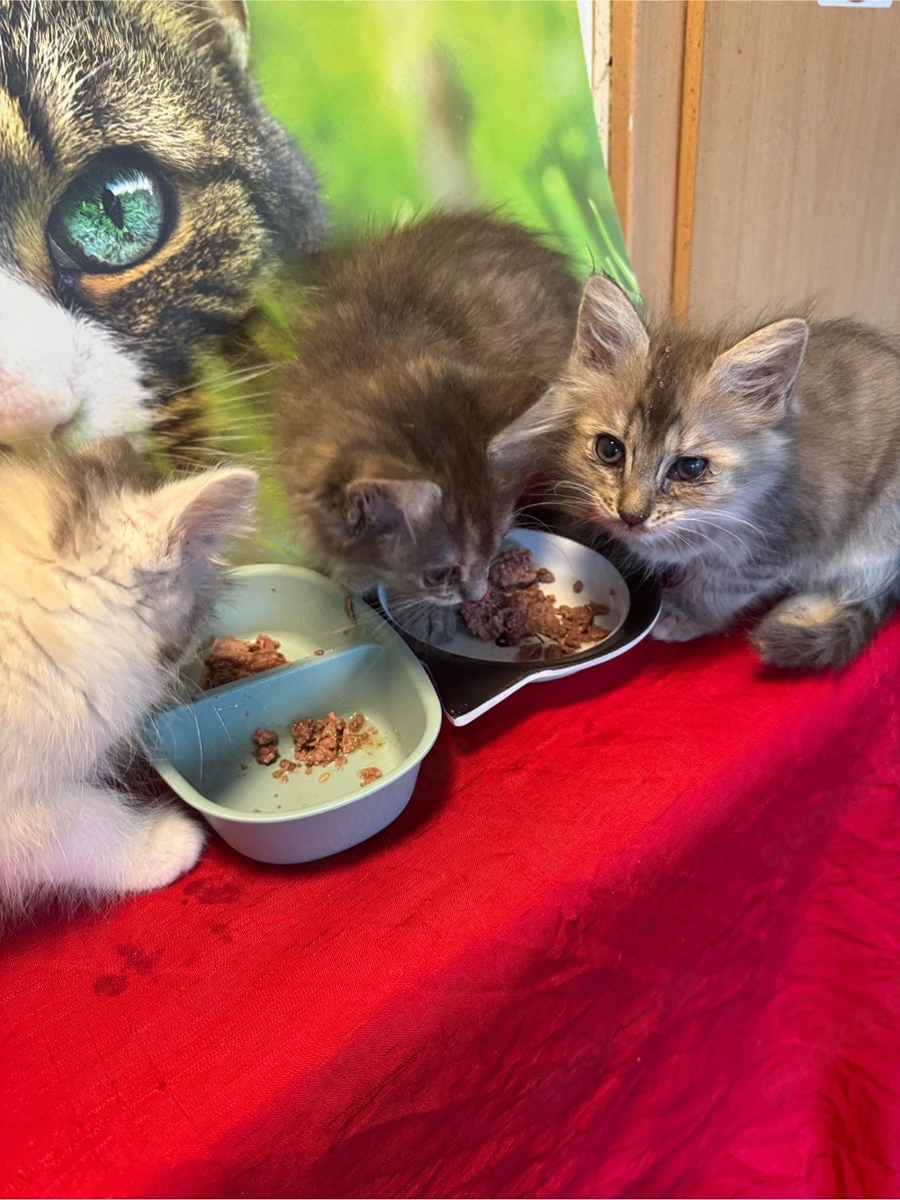 Wunderschöne Maine Coon Kitten in allerbesten Händen