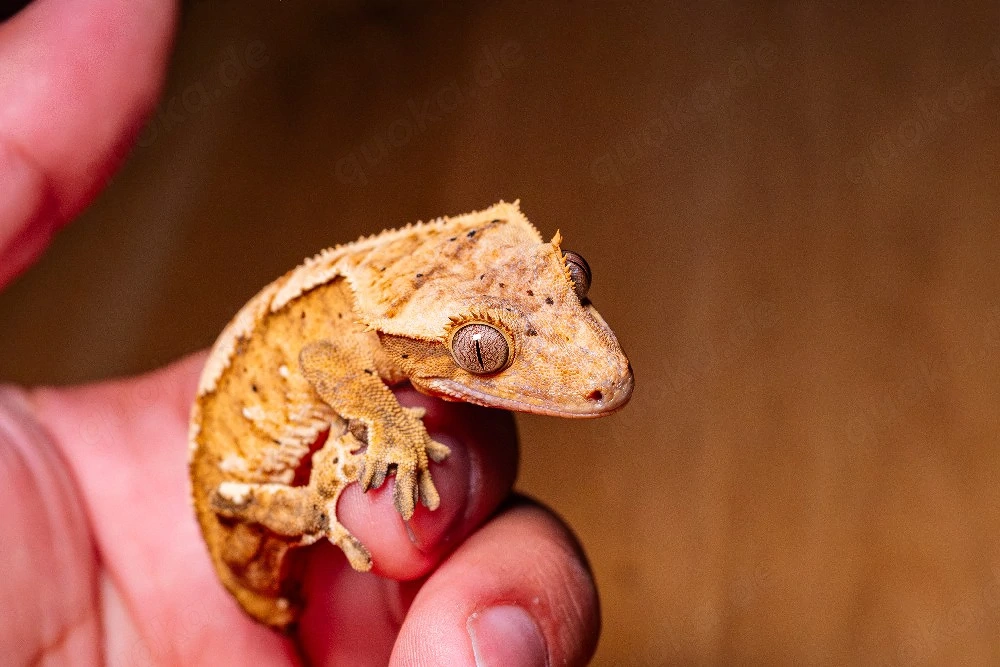 Kronengecko 0.0.1 vmtl. Harlequin Dalmatiner 