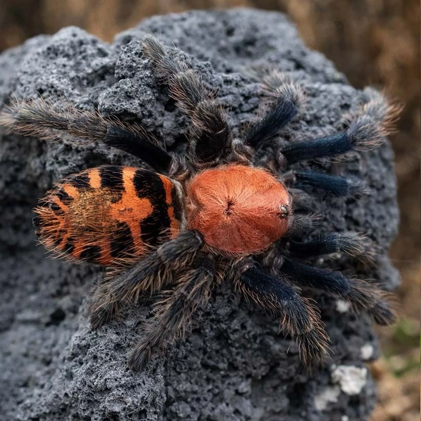 Davus pentaloris 0.1 vogelspinne mit terrarium exo terra  30 30vogelspinnen spinne