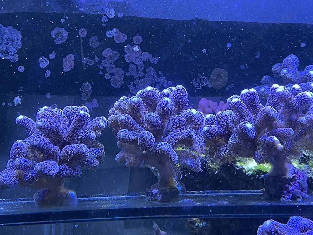  Stylophora Milka   kräftige, angewachsene Ableger aus gesundem Meerwasseraquarium 