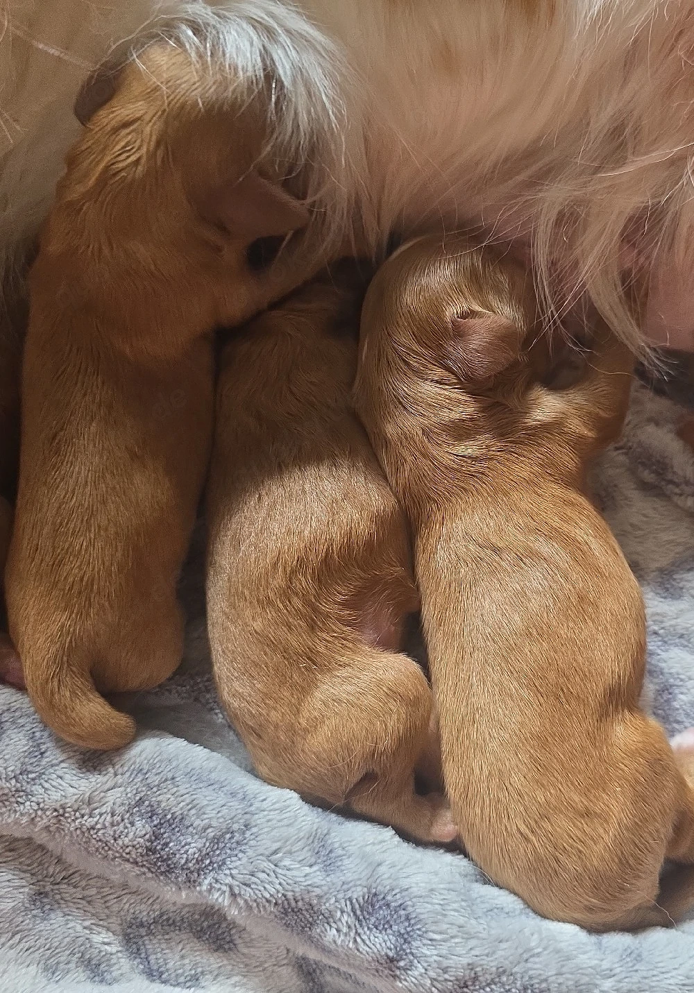 Wunderschöne Cavapoo's 