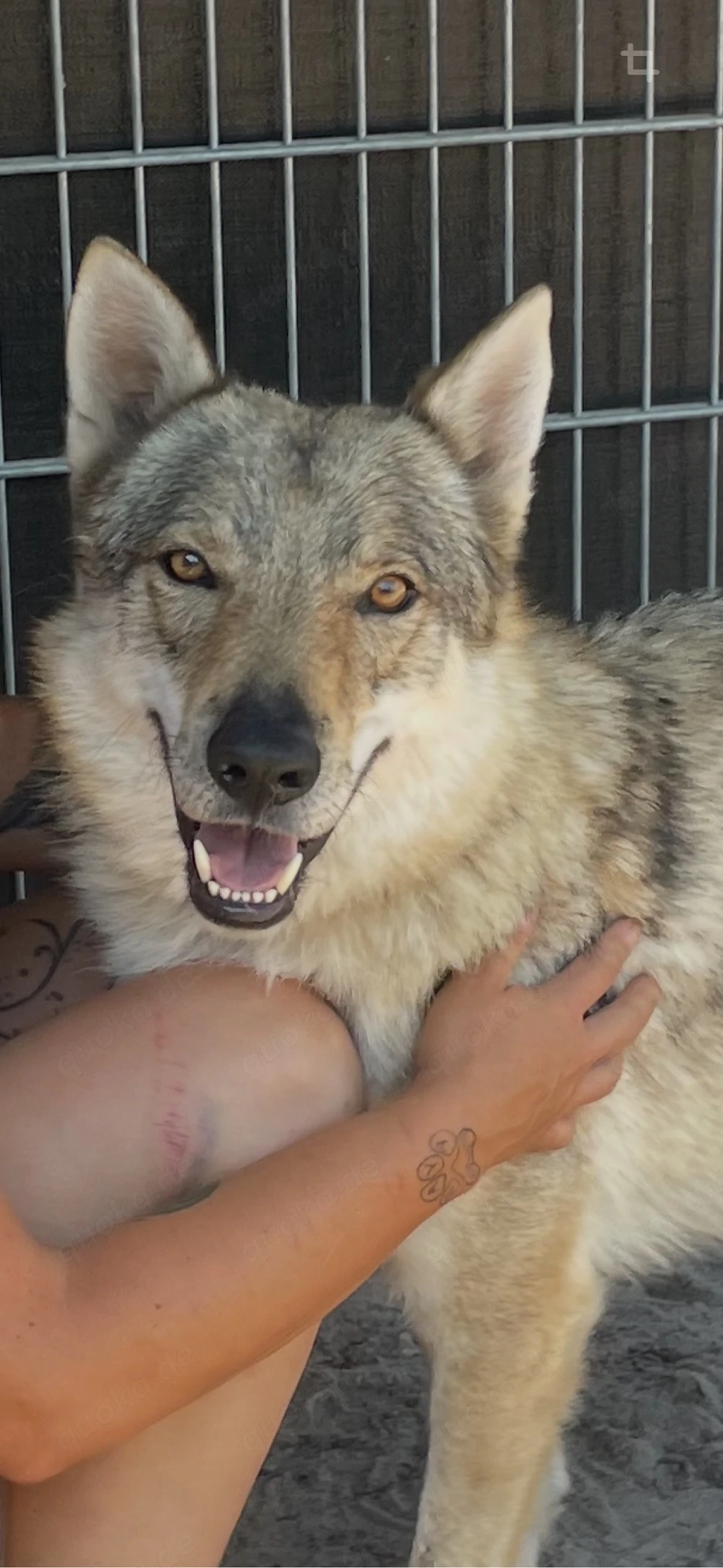 Loba, 7 J., sucht ein ruhiges, gemütliches Plätzchen 