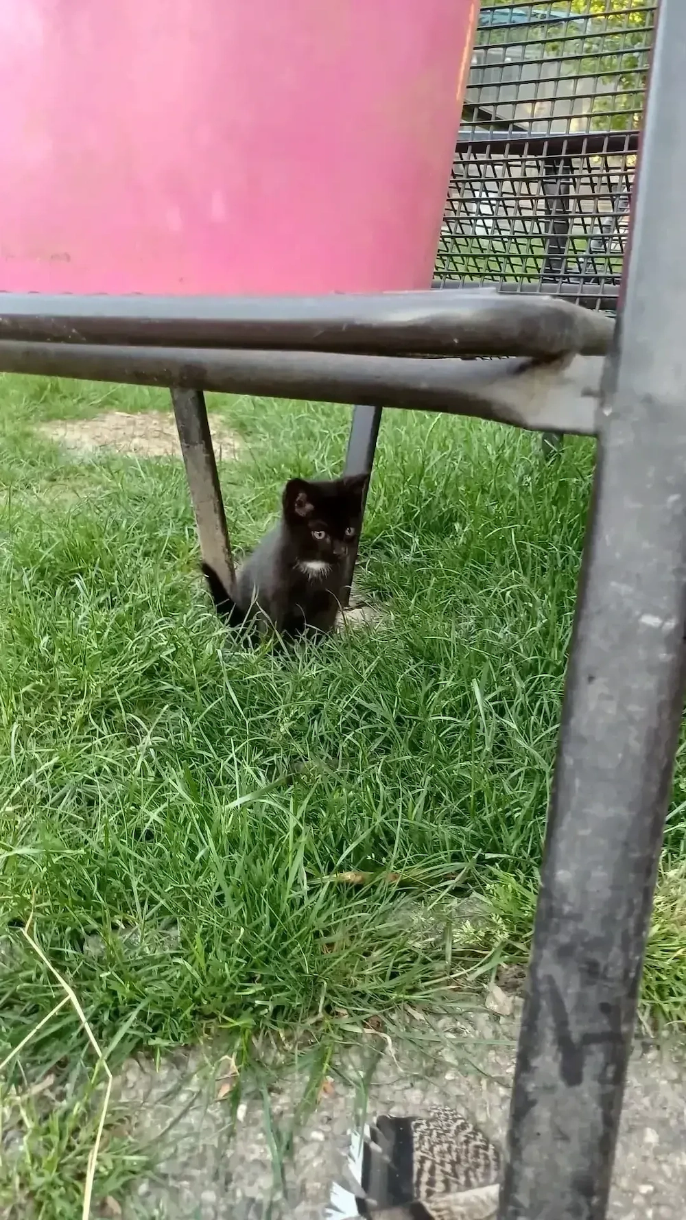 Katzen Baby