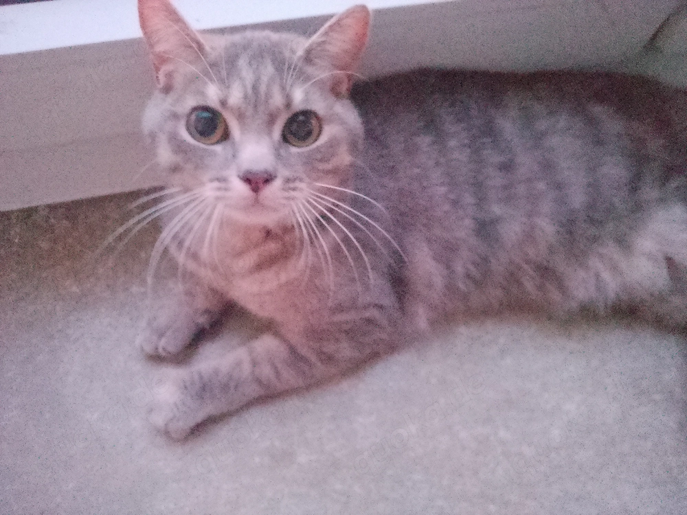 Katze abzugeben. Niedersachsen