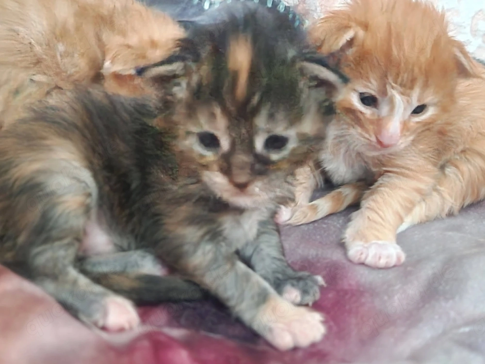 Maine Coon Kitten Mädchen mit Stammbaum aus N N Verpaarung