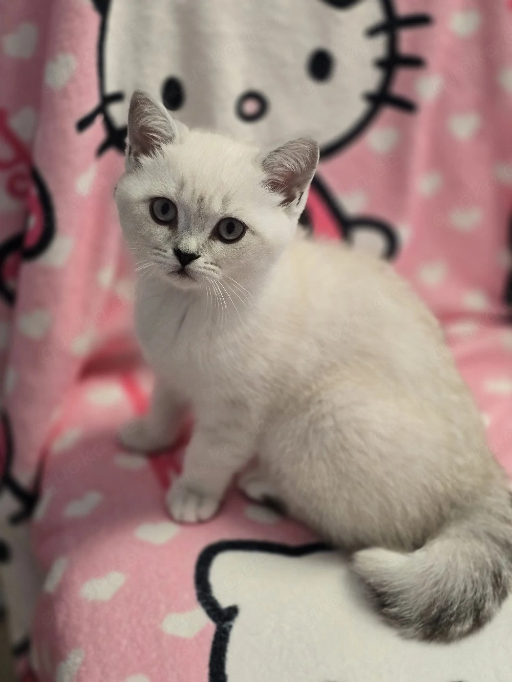 BKH Kitten Kätzchen Babykatze Weibchen weiß