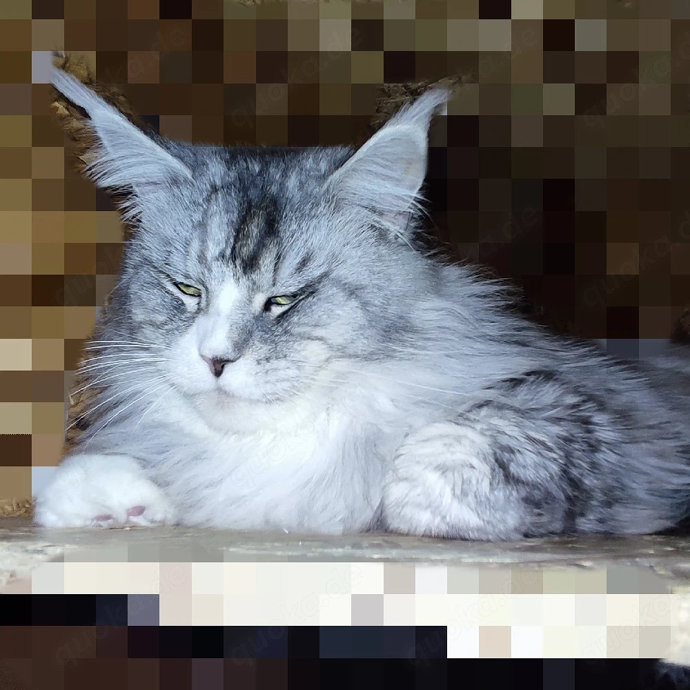 maine coon deckkater