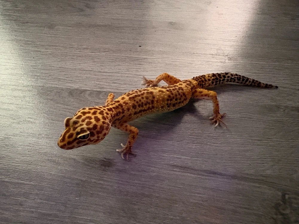 leopardgecko