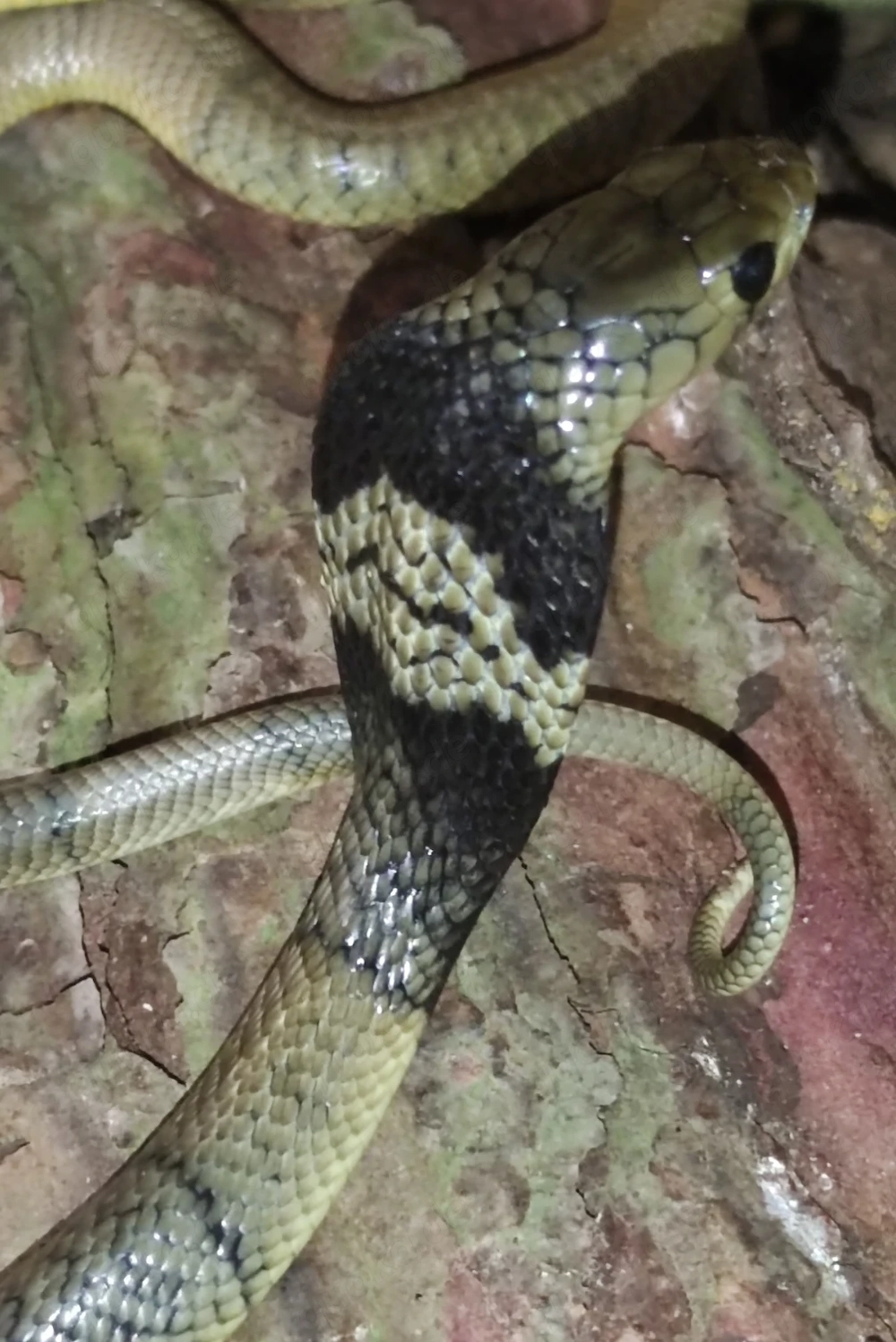 Naja annulifera 