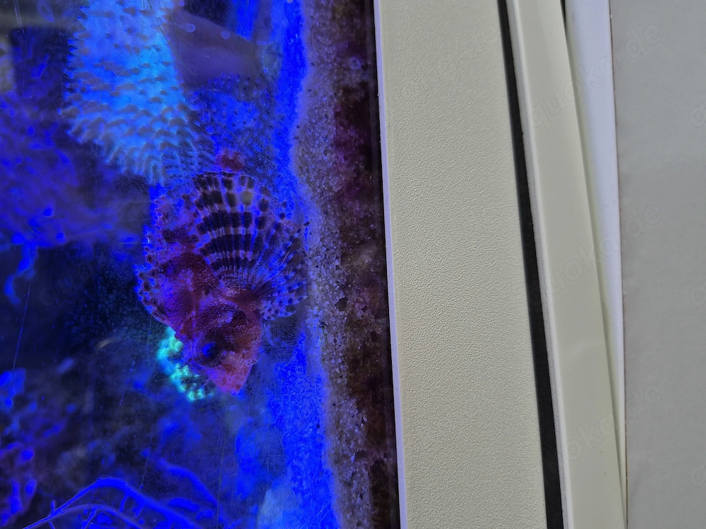 Seewasseraquarium komplett zu verkaufen