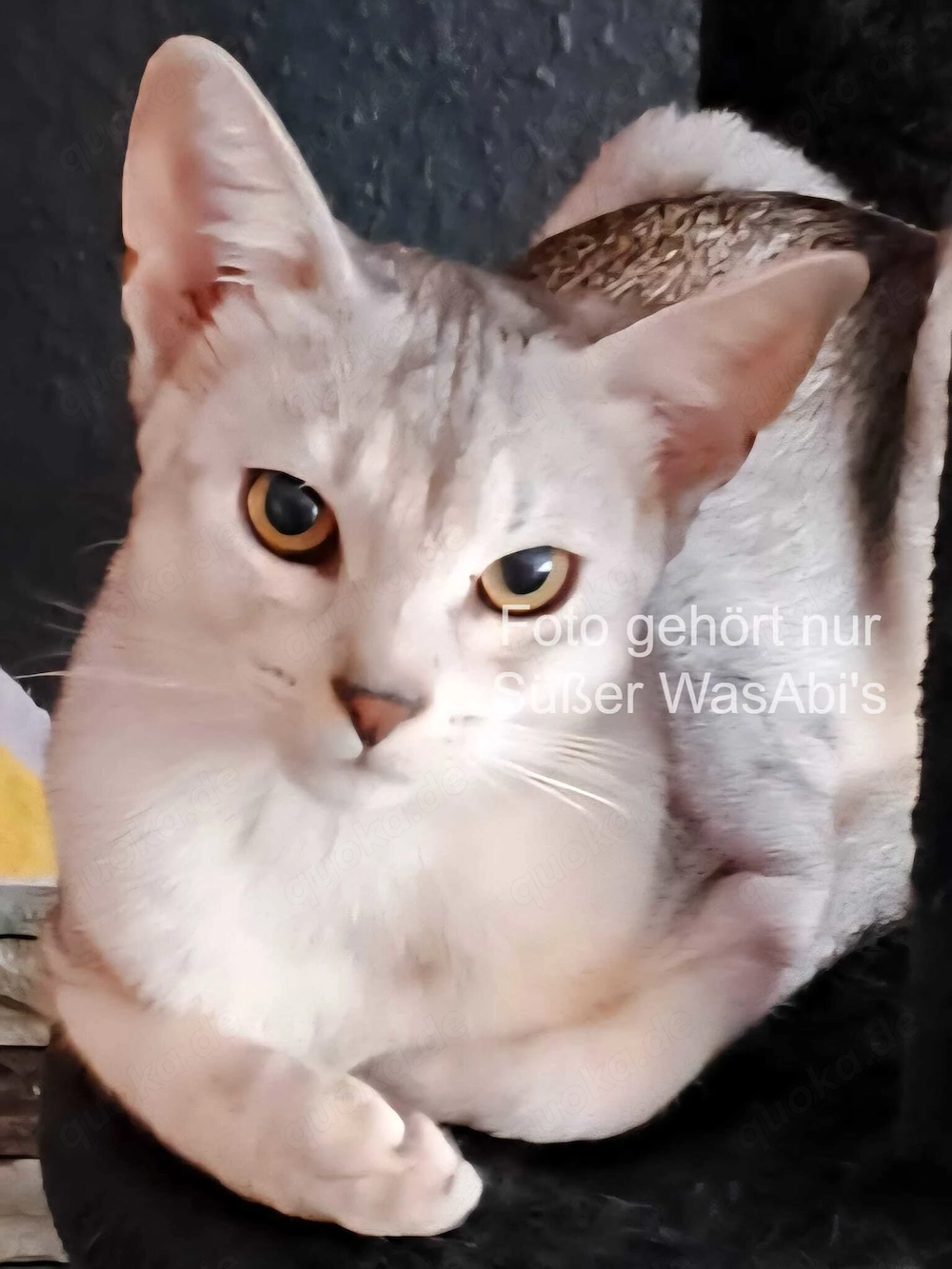  Abessinier-Deckkater in schwarz-silberfarben 