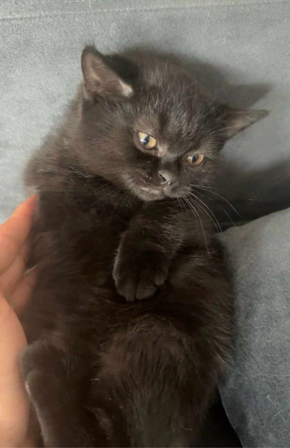 bkh kitten schwarz