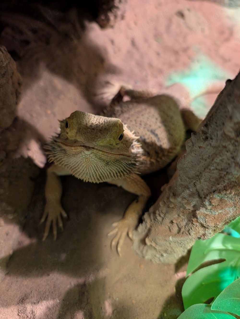 Bartagame mit Terrarium abzugeben