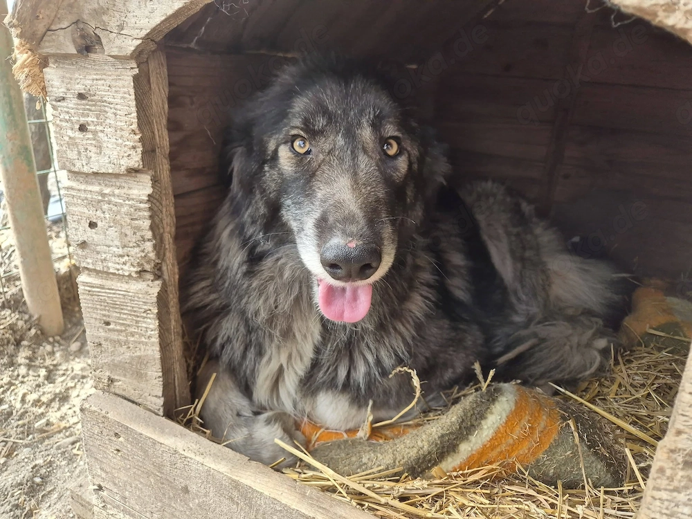 Wundervolle Hündin Lady sucht ihr eigenes Körbchen