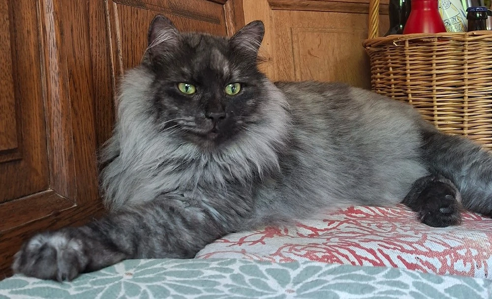 Kater Andiamo sehr sehr verschmust sucht seine passende Familie 