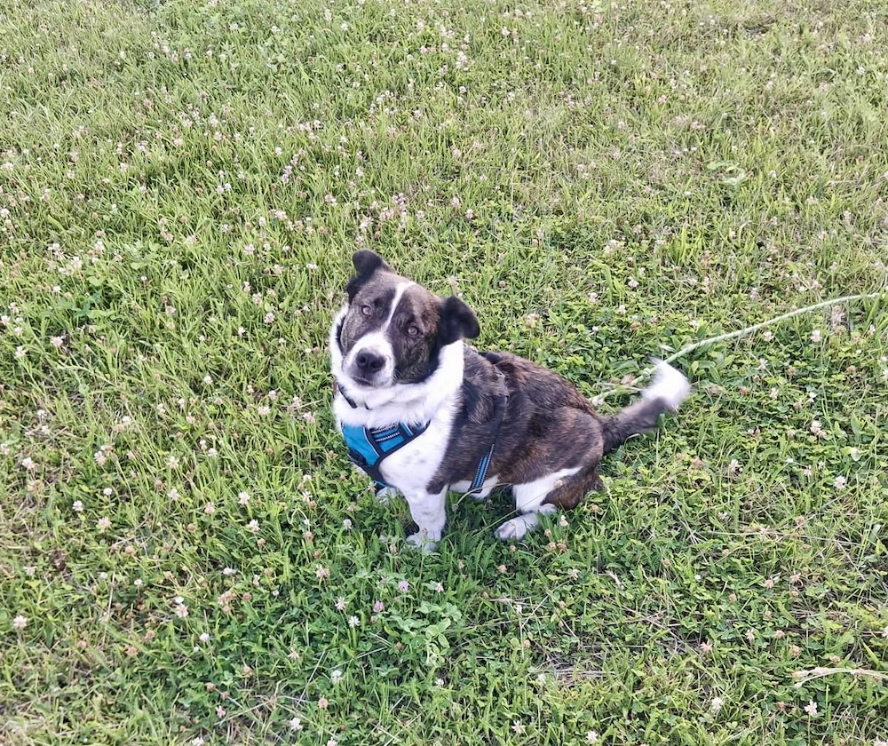  Levi, PS 52249 Eschweiler, ein aktiver, intelligenter und charakterstarker Hund 