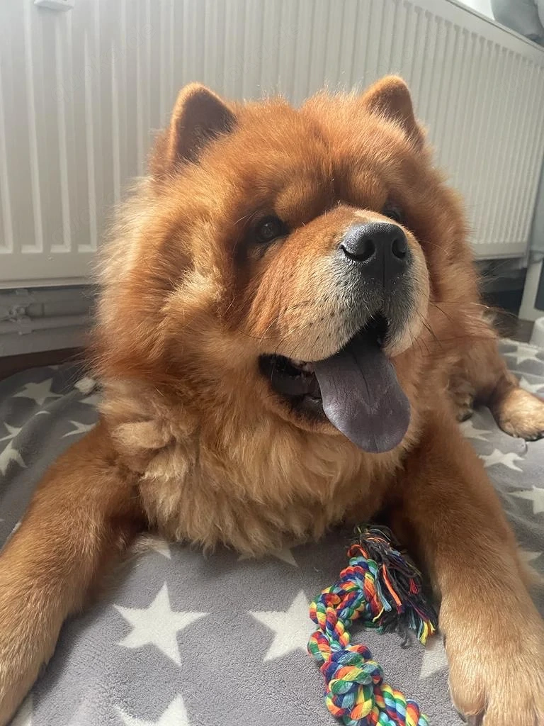 Chow Chow Rüde (5 Jahre) in liebevolle Hände abzugeben
