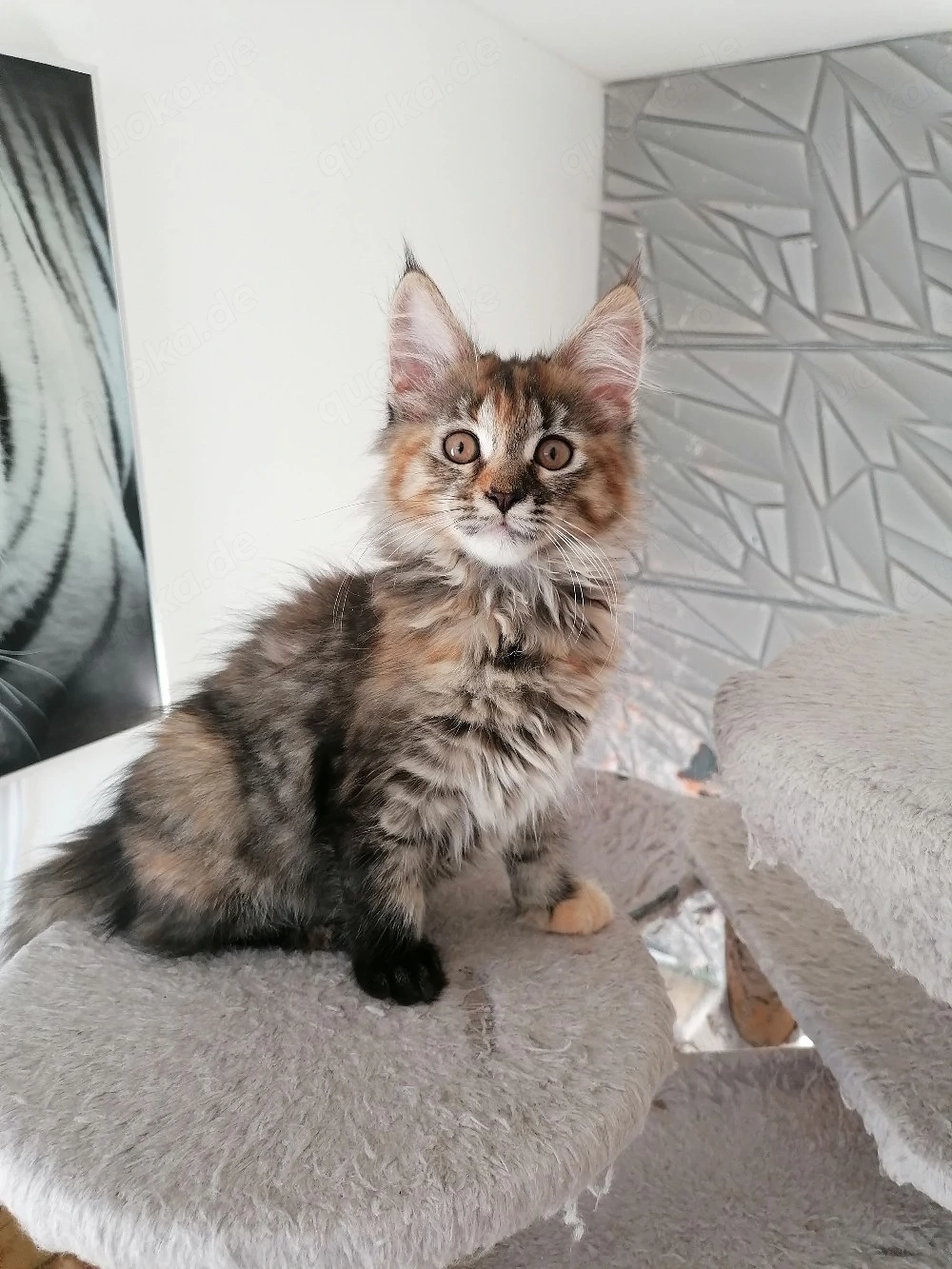 MainCoon Kitten 