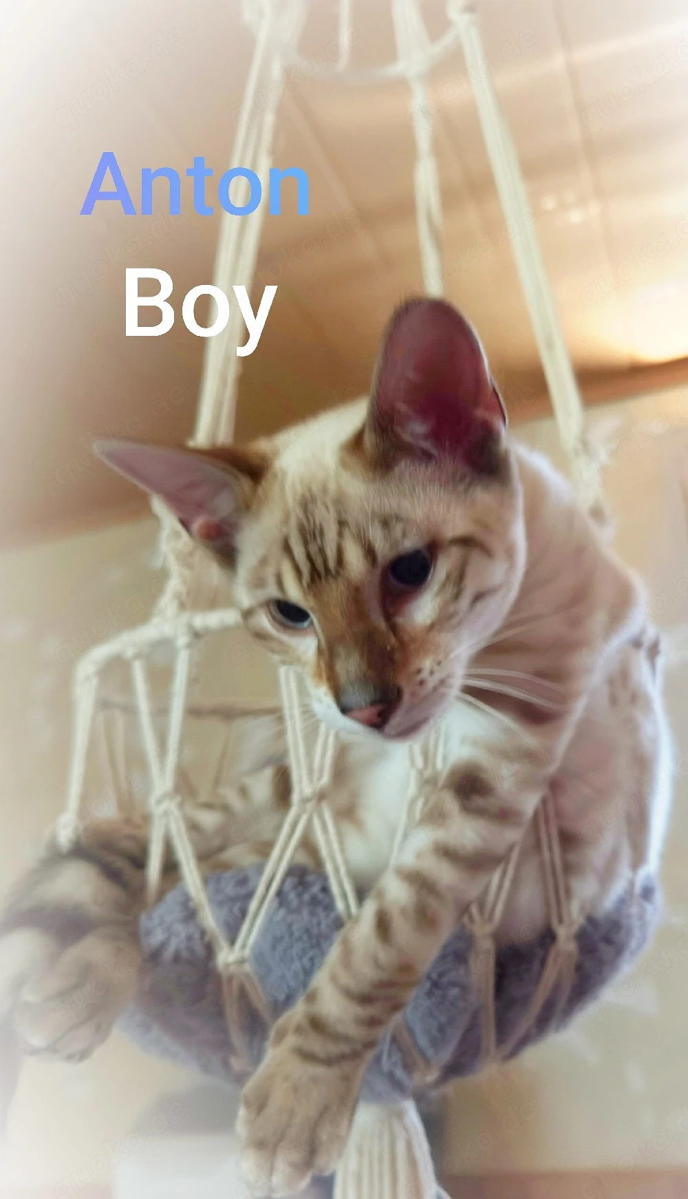 Reinrassige Toyger Kitten (mit Stammbaum)