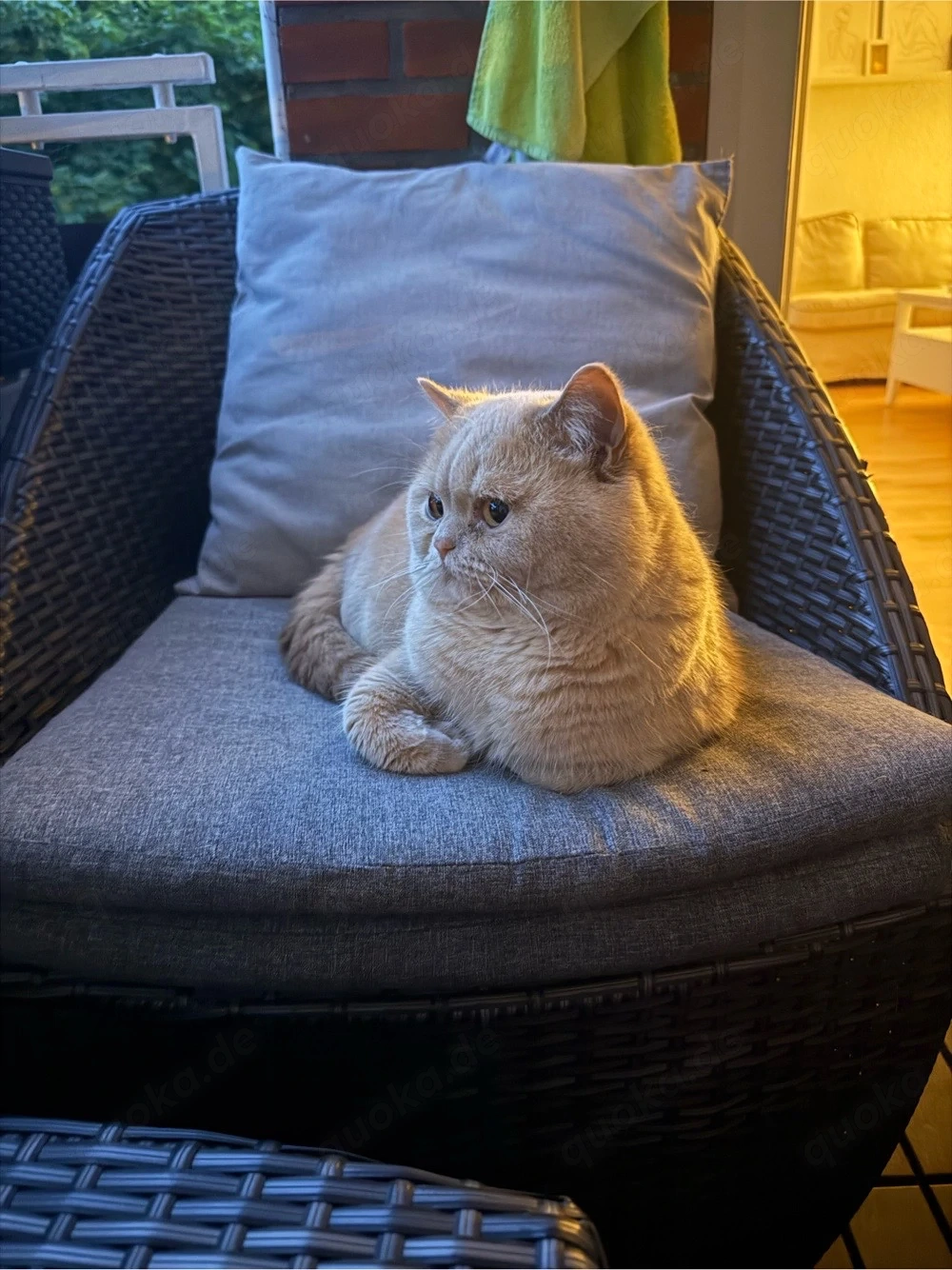 deckkater 