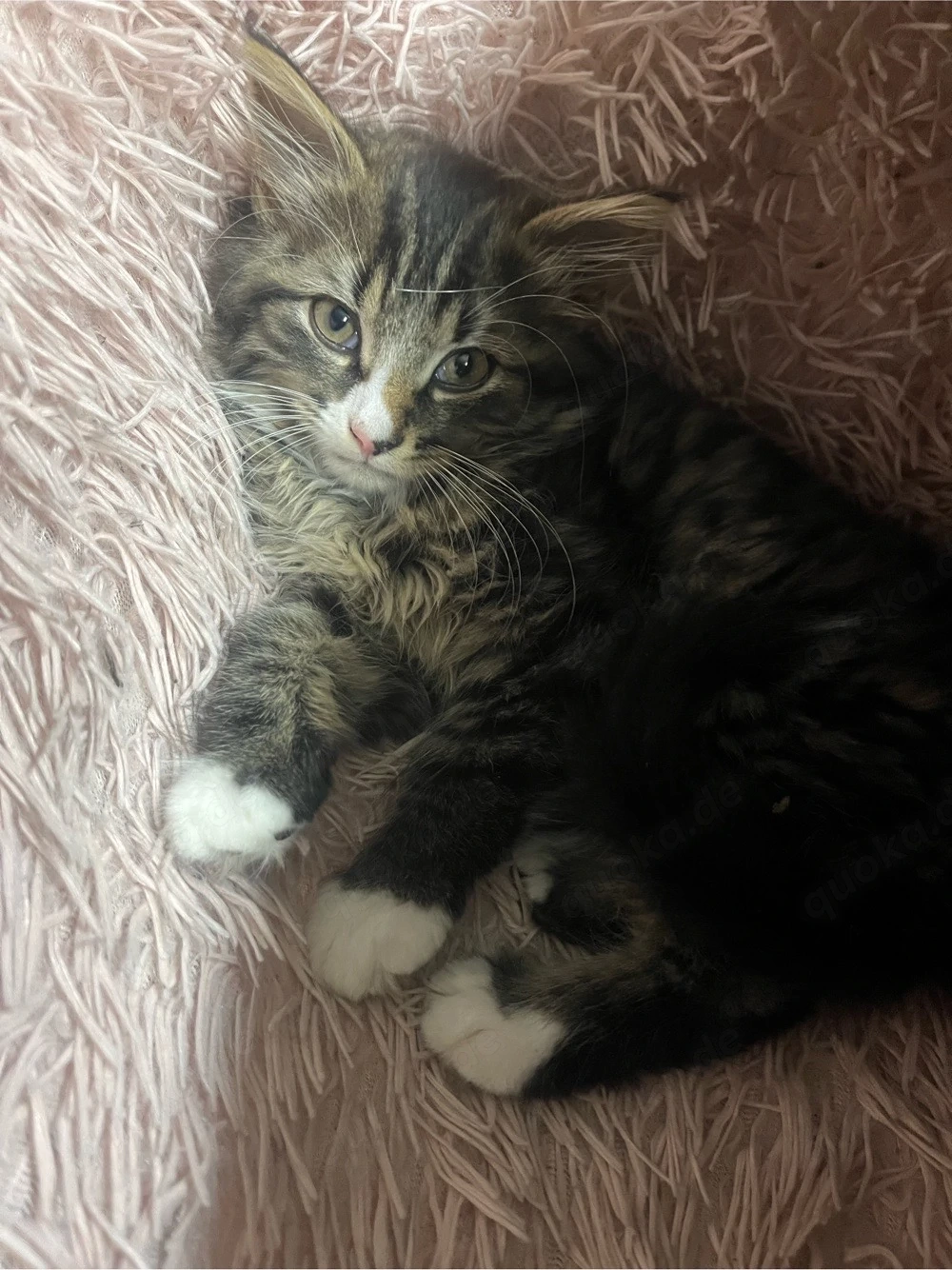 kitten suchen neues zuhause 