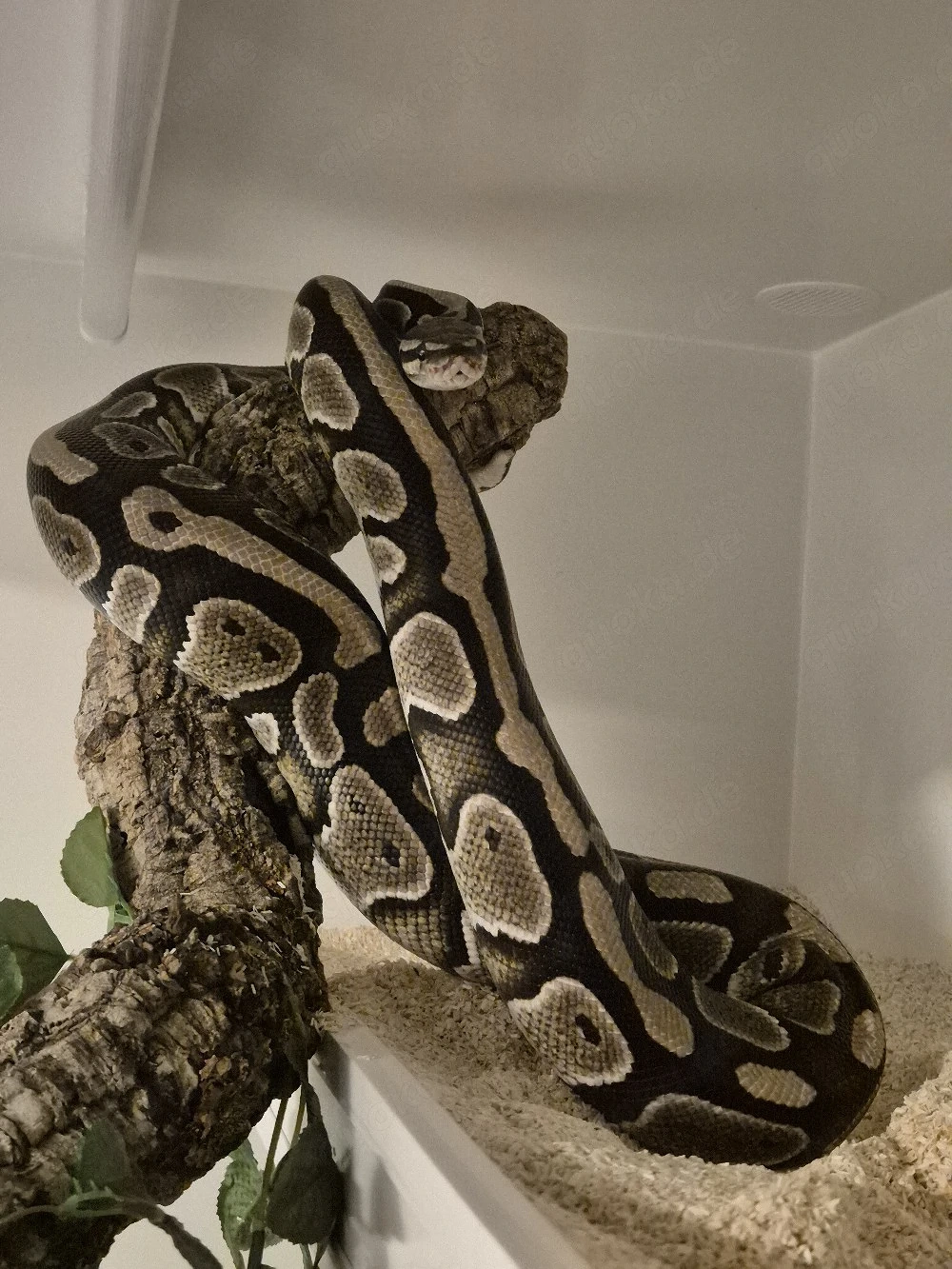 Special Yellowbelly het. Piebald - Königspython - Ball Python